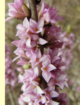 Волчье лыко, волчьи ягоды (Daphne mezereum L.) Волчье лыко, волчьи ягоды (Daphne mezereum L.)